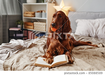 Irish Setter Dog with Toy Irish Setter Dog with Toy 85088589