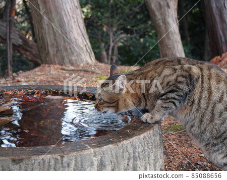 Maneki Neko Drinking Place Two 85088656