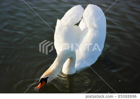 Portrait of a graceful white swan swimming on a blue lake. A beautiful white bird, Latin name Cygnus olor, drinking water from a river, lake, pond. A duck family. White wings, magnificent plumage.  85088896
