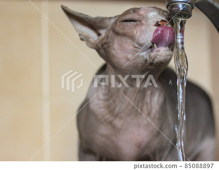 Canadian Sphynx cat drinks water from a kitchen sink tap, sticking out tongue 85088897