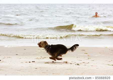 A happy active Yorkshire Terrier dog running very fast along a sandy shore of a river, lake in summer. The owner swimming in a water while a pet frolics on dry land. Funny little doggy plays outdoors. A happy active Yorkshire Terrier dog running very fast along a sandy shore of a river, lake in summer. The owner swimming in a water while a pet frolics on dry land. Funny little doggy plays outdoors. 85088920