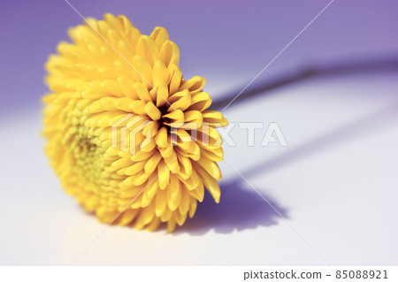 Beautiful small yellow chrysanthemum flower isolated on a purple background. Beautiful small yellow chrysanthemum flower isolated on a purple background. 85088921