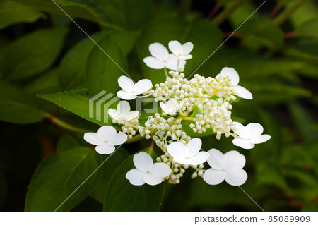 Beautiful white flowering flower branch. Hydrangea in spring. Beautiful white flowering flower branch. Hydrangea in spring. 85089909