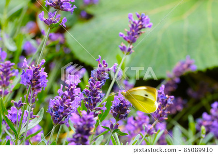 Beautiful purple blooming fragrant lavender in the meadow. Beautiful purple blooming fragrant lavender in the meadow. 85089910