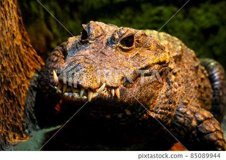 Close-up of a crocodile with large teeth. 85089944