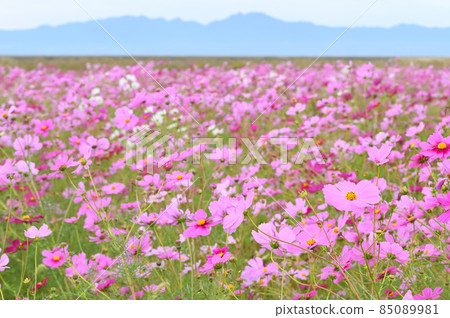 Saga Airport Cosmos Garden Saga Airport Cosmos Garden 85089981