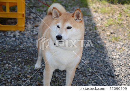 I found a cute dog in the parking lot while taking a walk on Shodoshima 85090399