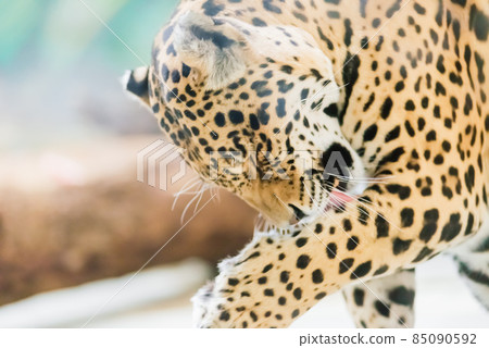 Leopard pantera padus kotiya in the rock Leopard pantera padus kotiya in the rock 85090592