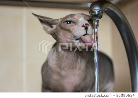 A Canadian Sphynx cat drinks water from a tap, sticking out long tongue. Thirsty 85090654