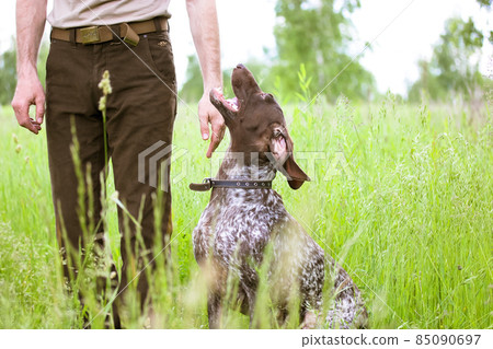 A hunter man in brown pants trains a hunting dog Drathaar breed in green field, meadow among tall grasses. A natural summer landscape. The obedient hound looks up faithfully at master with open mouth. 85090697