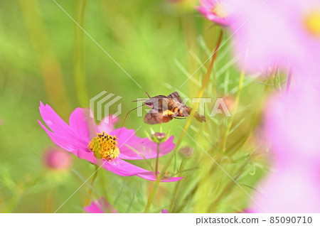 Hoshi hojak sucking cosmos honey Hoshi hojak sucking cosmos honey 85090710