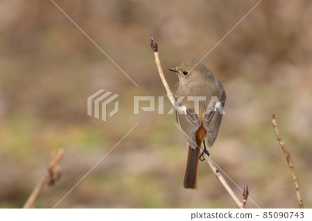 Adorable winter bird Daurian Redstart 85090743