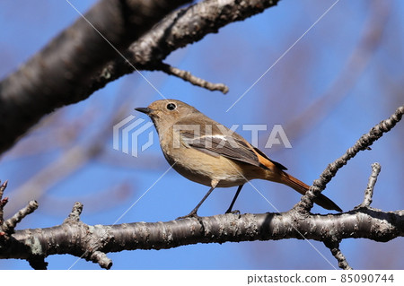 可愛的冬季鳥類達里安Redstart 可愛的冬季鳥類達里安Redstart 85090744