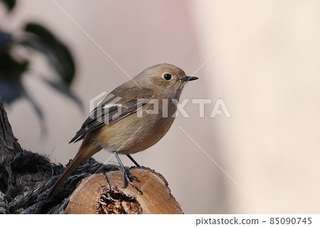 可愛的冬季鳥類達里安Redstart 可愛的冬季鳥類達里安Redstart 85090745