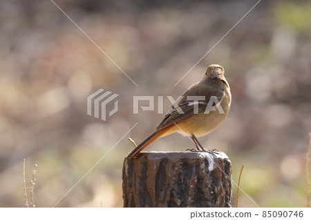 Adorable winter bird Daurian Redstart Adorable winter bird Daurian Redstart 85090746