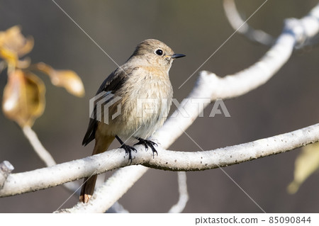 Adorable winter bird Daurian Redstart Adorable winter bird Daurian Redstart 85090844