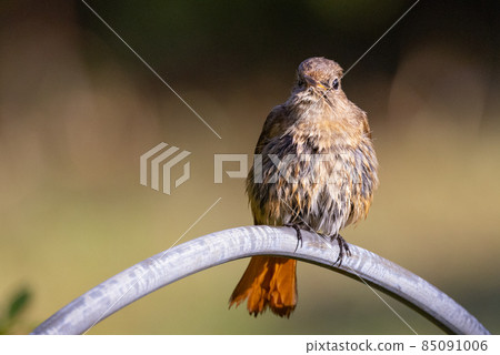Adorable winter bird Daurian Redstart 85091006