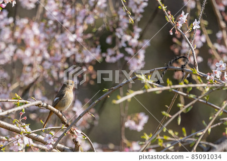 可愛的冬季鳥類達里安Redstart 可愛的冬季鳥類達里安Redstart 85091034