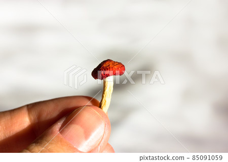 A small dried fly mushroom in female hand with copy space on white background. Gathering mushrooms. Poisonous toxic dangerous inedible mushroom. Dried Amanita muscaria has anti-inflammatory properties A small dried fly mushroom in female hand with copy space on white background. Gathering mushrooms. Poisonous toxic dangerous inedible mushroom. Dried Amanita muscaria has anti-inflammatory properties 85091059