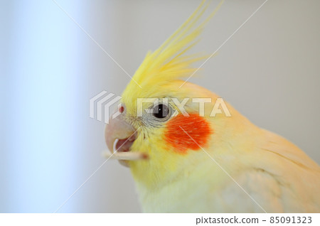 Cockatiel playing with a toothpick 85091323