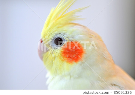 5 month old cockatiel 85091326