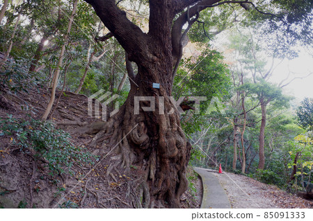 Awaji Island, Sankumayama Sudajii Awaji Island, Sankumayama Sudajii 85091333