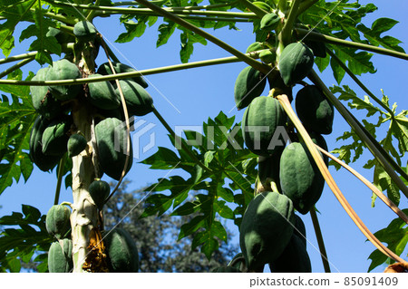 fresh green papaya on tree 85091409