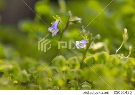 Mazus pumilus，總是長著綠色的葉子，因果實爆炸而得名 85091450