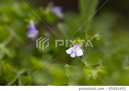 Mazus pumilus, which always has green leaves and is called because of its explosive fruit Mazus pumilus, which always has green leaves and is called because of its explosive fruit 85091452