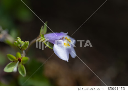 Mazus pumilus，總是長著綠色的葉子，因果實爆炸而得名 85091453