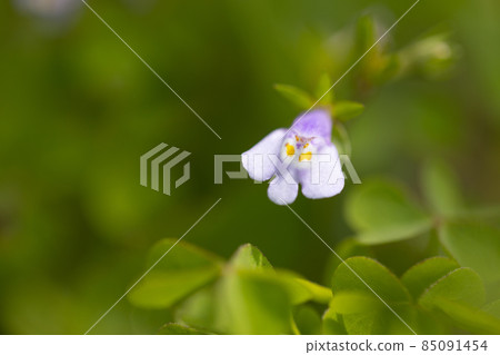 Mazus pumilus，總是長著綠色的葉子，因果實爆炸而得名 85091454