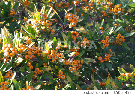 Tachibana mododuki 85091455