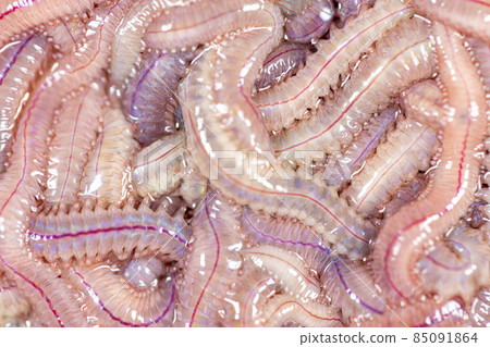 Sand Worm (Perinereis sp.) is the same species as sea worms (Polychaete), Living in a beach area with relatively shallow water levels for education in laboratory. Sand Worm (Perinereis sp.) is the same species as sea worms (Polychaete), Living in a beach area with relatively shallow water levels for education in laboratory. 85091864