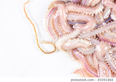 Sand Worm (Perinereis sp.) is the same species as sea worms (Polychaete), Living in a beach area with relatively shallow water levels for education in laboratory. Sand Worm (Perinereis sp.) is the same species as sea worms (Polychaete), Living in a beach area with relatively shallow water levels for education in laboratory. 85091868
