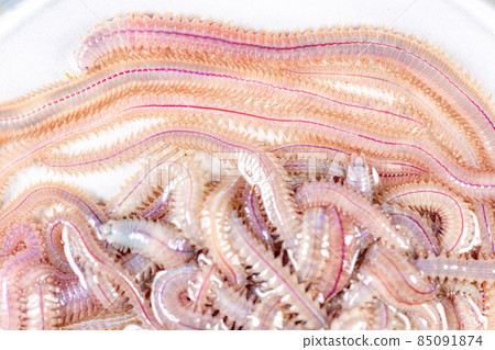 Sand Worm (Perinereis sp.) is the same species as sea worms (Polychaete), Living in a beach area with relatively shallow water levels for education in laboratory. 85091874