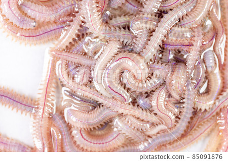 Sand Worm (Perinereis sp.) is the same species as sea worms (Polychaete), Living in a beach area with relatively shallow water levels for education in laboratory. 85091876