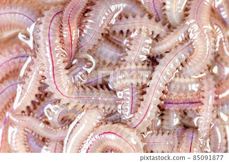 Sand Worm (Perinereis sp.) is the same species as sea worms (Polychaete), Living in a beach area with relatively shallow water levels for education in laboratory. Sand Worm (Perinereis sp.) is the same species as sea worms (Polychaete), Living in a beach area with relatively shallow water levels for education in laboratory. 85091877