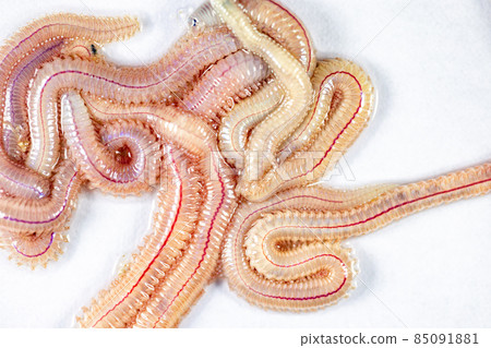 Sand Worm (Perinereis sp.) is the same species as sea worms (Polychaete), Living in a beach area with relatively shallow water levels for education in laboratory. Sand Worm (Perinereis sp.) is the same species as sea worms (Polychaete), Living in a beach area with relatively shallow water levels for education in laboratory. 85091881