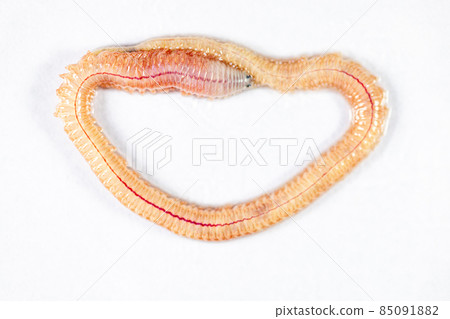 Sand Worm (Perinereis sp.) is the same species as sea worms (Polychaete), Living in a beach area with relatively shallow water levels for education in laboratory. Sand Worm (Perinereis sp.) is the same species as sea worms (Polychaete), Living in a beach area with relatively shallow water levels for education in laboratory. 85091882
