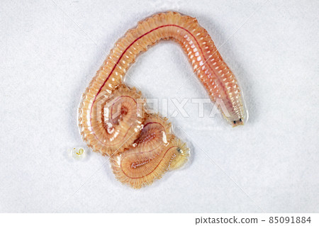 Sand Worm (Perinereis sp.) is the same species as sea worms (Polychaete), Living in a beach area with relatively shallow water levels for education in laboratory. Sand Worm (Perinereis sp.) is the same species as sea worms (Polychaete), Living in a beach area with relatively shallow water levels for education in laboratory. 85091884