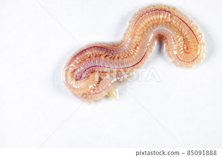 Sand Worm (Perinereis sp.) is the same species as sea worms (Polychaete), Living in a beach area with relatively shallow water levels for education in laboratory. Sand Worm (Perinereis sp.) is the same species as sea worms (Polychaete), Living in a beach area with relatively shallow water levels for education in laboratory. 85091888