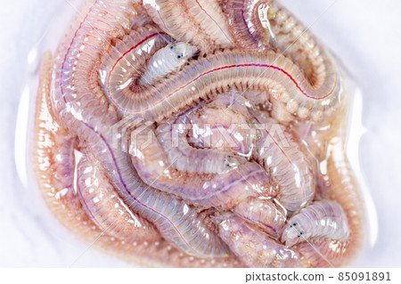Sand Worm (Perinereis sp.) is the same species as sea worms (Polychaete), Living in a beach area with relatively shallow water levels for education in laboratory. 85091891