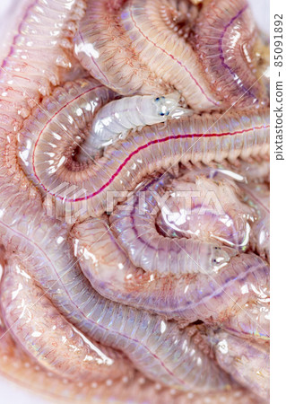 Sand Worm (Perinereis sp.) is the same species as sea worms (Polychaete), Living in a beach area with relatively shallow water levels for education in laboratory. Sand Worm (Perinereis sp.) is the same species as sea worms (Polychaete), Living in a beach area with relatively shallow water levels for education in laboratory. 85091892
