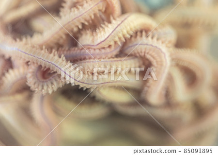 Sand Worm (Perinereis sp.) is the same species as sea worms (Polychaete), Living in a beach area with relatively shallow water levels for education in laboratory. 85091895