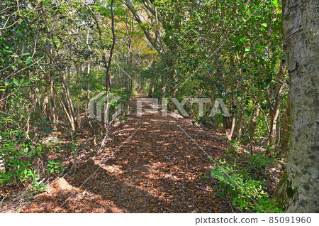 Kusenbuyama mountain climbing "Kyushu nature trail" 85091960