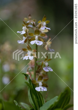 Calanthe discolor, an orchidaceous plant that was once commonly found in the low mountains of various regions Calanthe discolor, an orchidaceous plant that was once commonly found in the low mountains of various regions 85091985