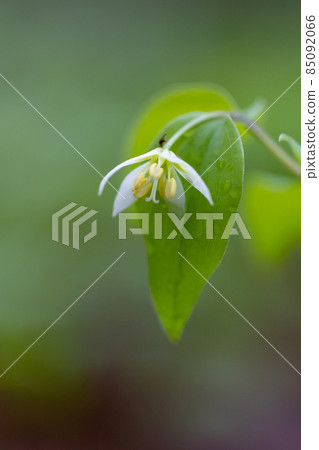 Disporum smilaciens that blooms small and pretty white flowers in the shade of deciduous broad-leaved forests from flatlands to mountains Disporum smilaciens that blooms small and pretty white flowers in the shade of deciduous broad-leaved forests from flatlands to mountains 85092066