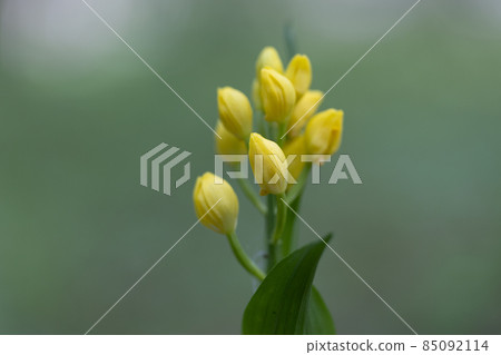 一種生長在山地和丘陵森林中的地基黃色蘭花。 85092114