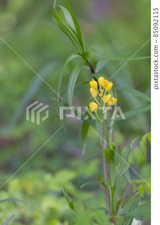 A ground-based yellow orchid that grows in the forests of mountains and hills. 85092115