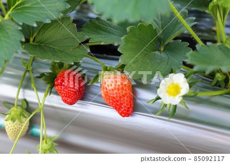A new kind of strawberry, Kanakomachi fruit and flowers that grow in a greenhouse (Kanakomachi, December) 85092117
